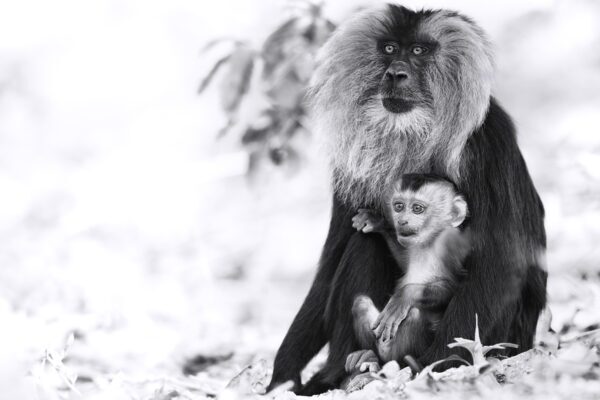 black and white monkey photography