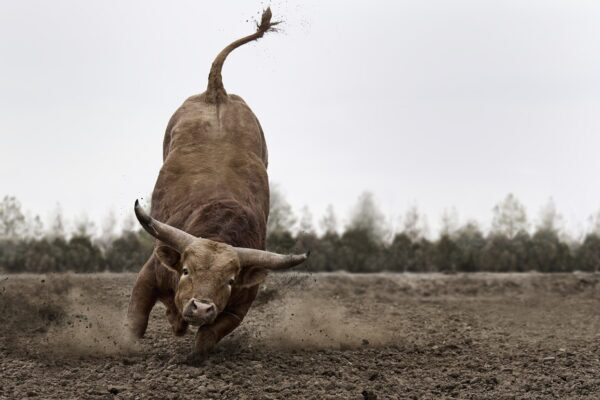 charging bull dust motion fine art wildlife photography