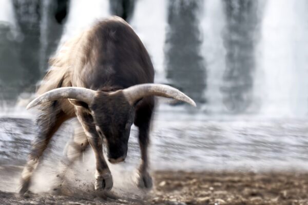 charging bull head down motion fine art wildlife photography