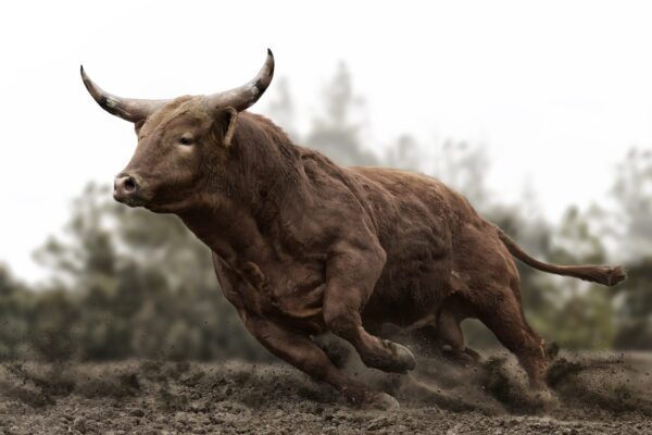charging bull running on dirt fine art wildlife photography