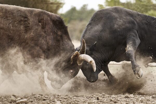 two bulls fighting dust impact fine art wildlife photography
