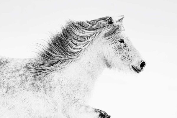 High-fashion black and white profile of a white horse with a flowing mane, titled White Wash by Ejaz Khan.