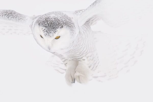 Snowy owl closeup in snow