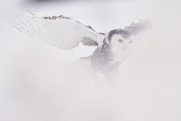 Fine Art Snowy Owl covered in Fog