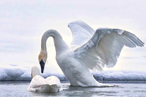 Fine Art Swan Photo in the snowy water