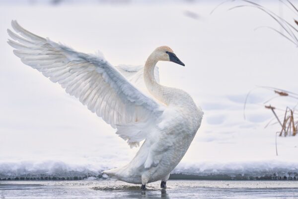Fine Art Swan Photo