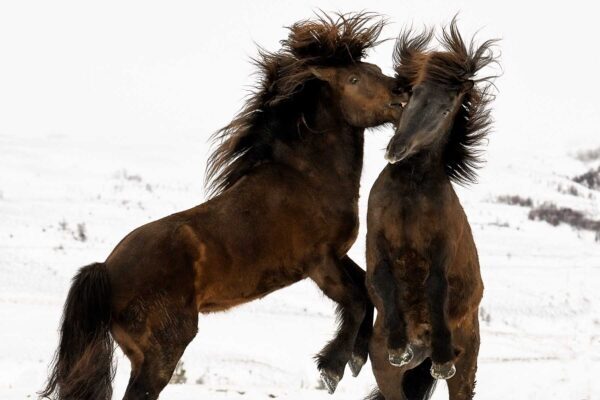 Fine art photography of two black horses in the snow, captured with warm, amber lighting that highlights rippling muscles, titled Sculpted Fury by Ejaz Khan.