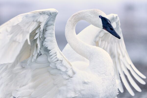 Fine Art Trumpeter Swan Photography