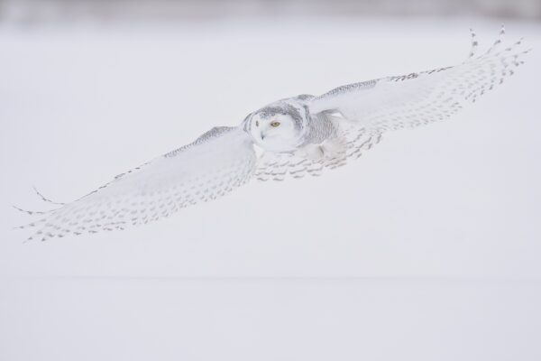 snowy owl fine art photography