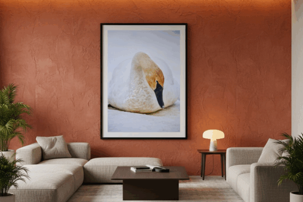 trumpeter-swan-ivory-noir