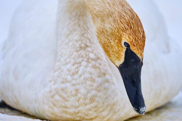 Trumpeter Swan fine art photography