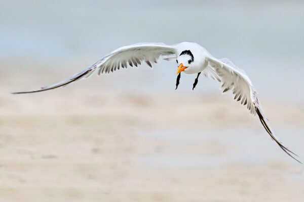 bird gliding low over water fine art wildlife photography