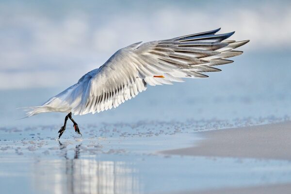 bird lifting off water reflection fine art wildlife photography