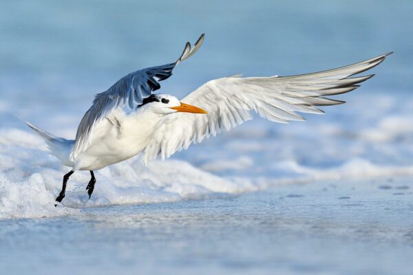 bird taking off water splash fine art wildlife photography