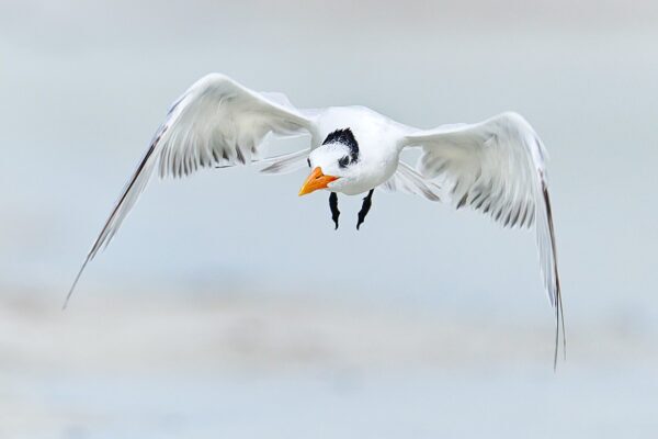 coastal bird in flight fine art wildlife photography