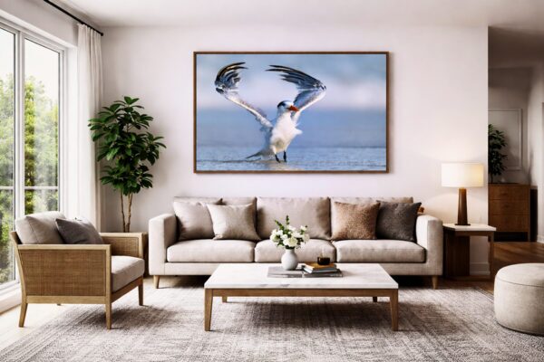 Royal tern fine art photography displayed as wall art in a minimalist living room interior