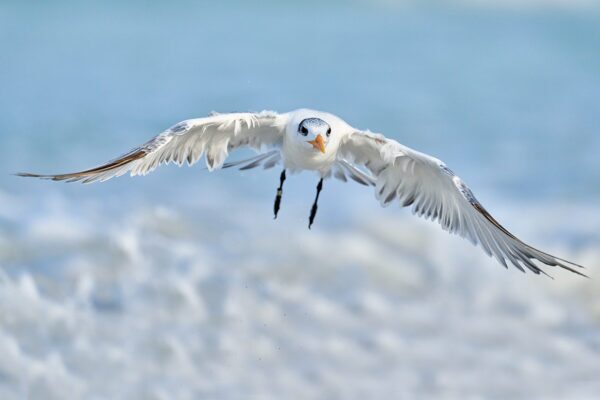 white bird in flight coastal fine art wildlife photography