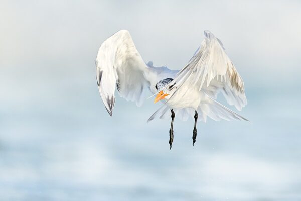 white bird suspended mid air fine art wildlife photography