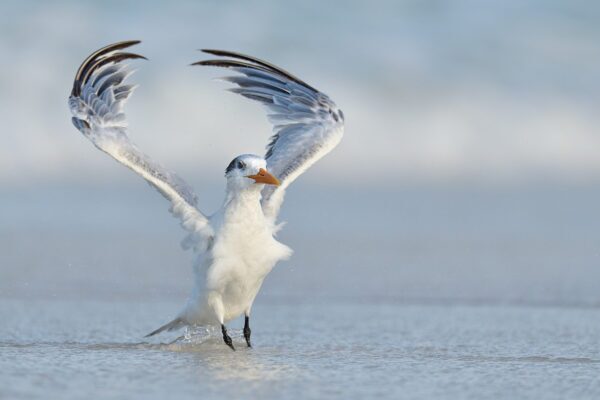 white bird wings open water fine art wildlife photography
