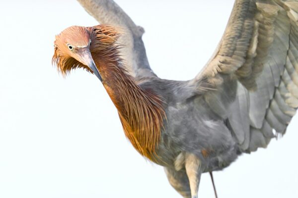 Fine art bird photography portrait of a Reddish Egret showing unique copper plumage and a blue-and-black beak, titled Reddish Egret 1 by Ejaz Khan.
