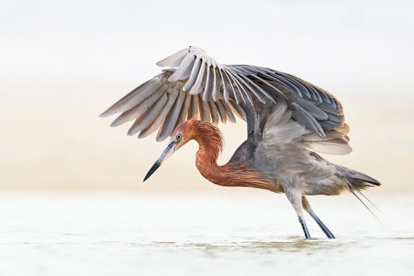 Fine art color photography of a Reddish Egret spreading its wings in a canopy feeding pose, titled Silhouette by Ejaz Khan.