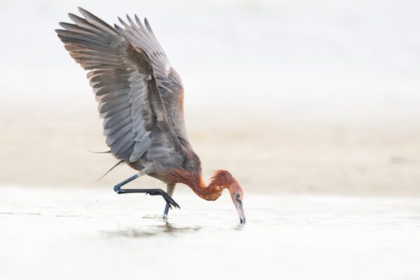 Fine art color bird photography of a Reddish Egret in a focused, bowed posture with uplifted wings, titled Final Fitting by Ejaz Khan.