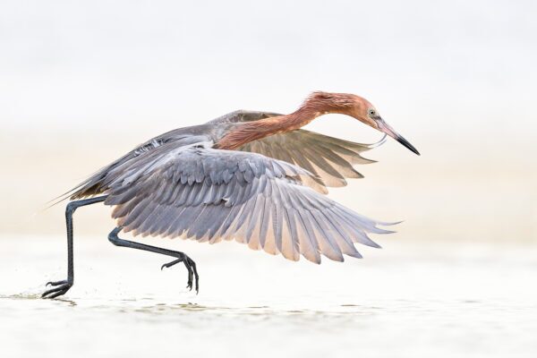 Fine art color photography of a Reddish Egret spreading its wings in a canopy feeding pose, titled Silhouette by Ejaz Khan.