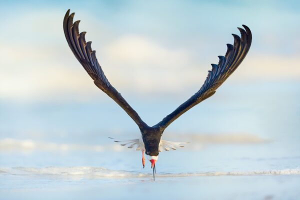 Fine Art Skimmer Image