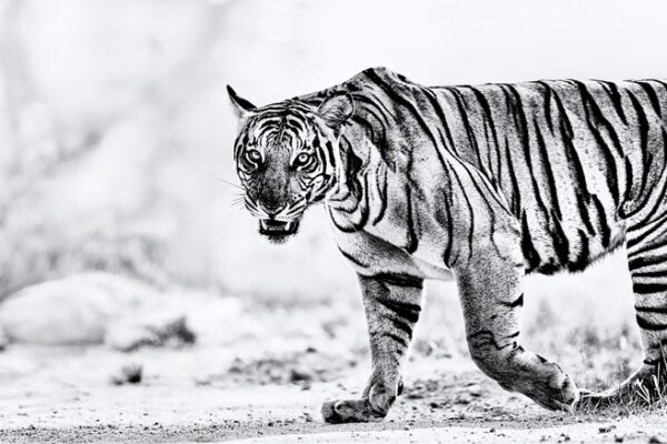 Stripes in Couture