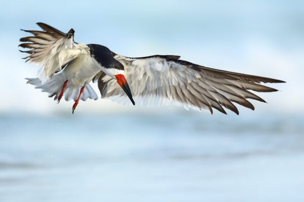Wings of Serenity — Limited Edition Fine Art Skimmer Photography Print