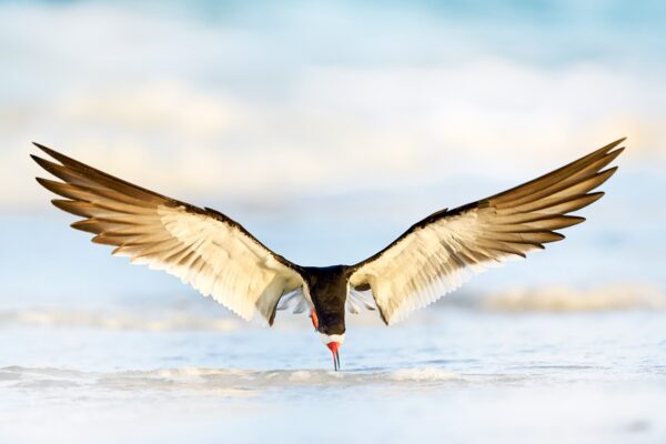The Arrival | Fine Art Skimmer Photography Print