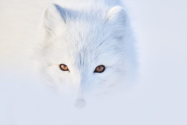 Arctic Couture fine art Fox Image