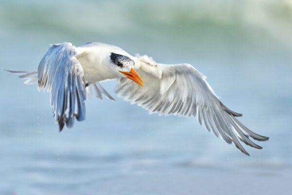 bird in flight wings spread fine art wildlife photography