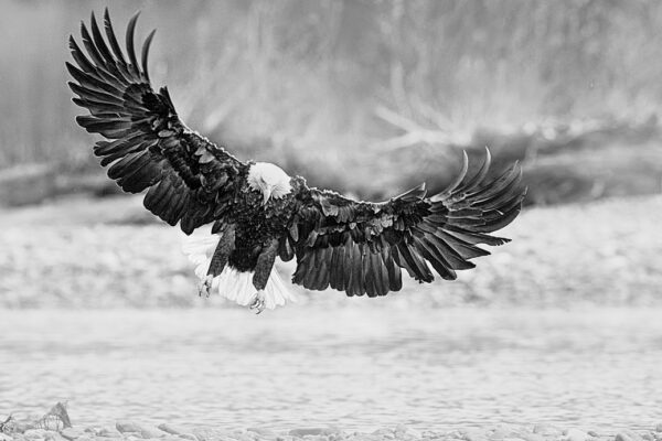 Bald Eagle landing fine Art Photography
