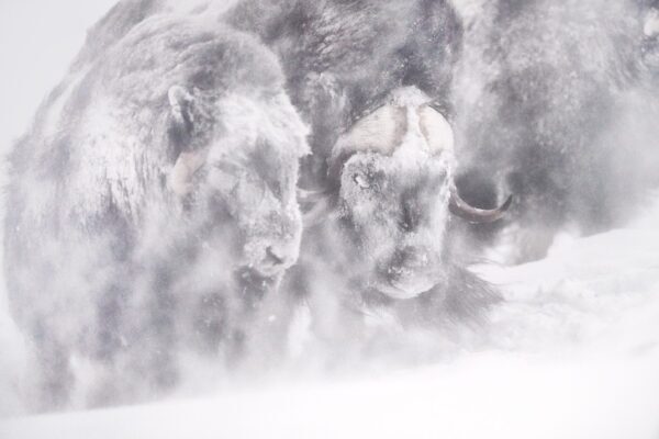 musk oxen in snow storm fine art wildlife photography