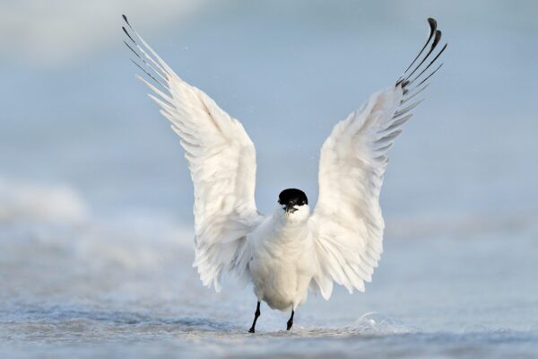 white bird wings spread symmetry fine art wildlife photography
