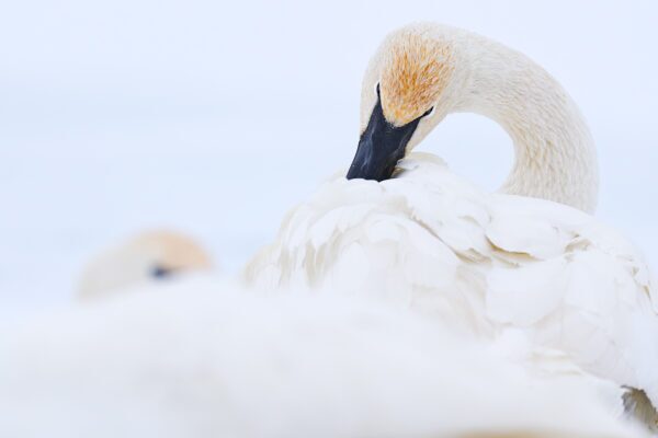 La Blanchette – Fine Art Trumpeter Swan Photography Print