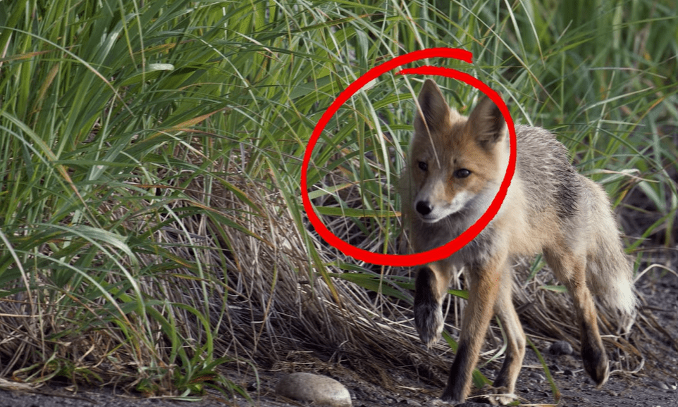 4 Common Composition Mistakes Photographers Make