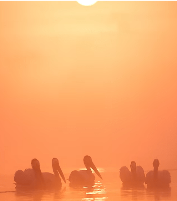 photography in fog