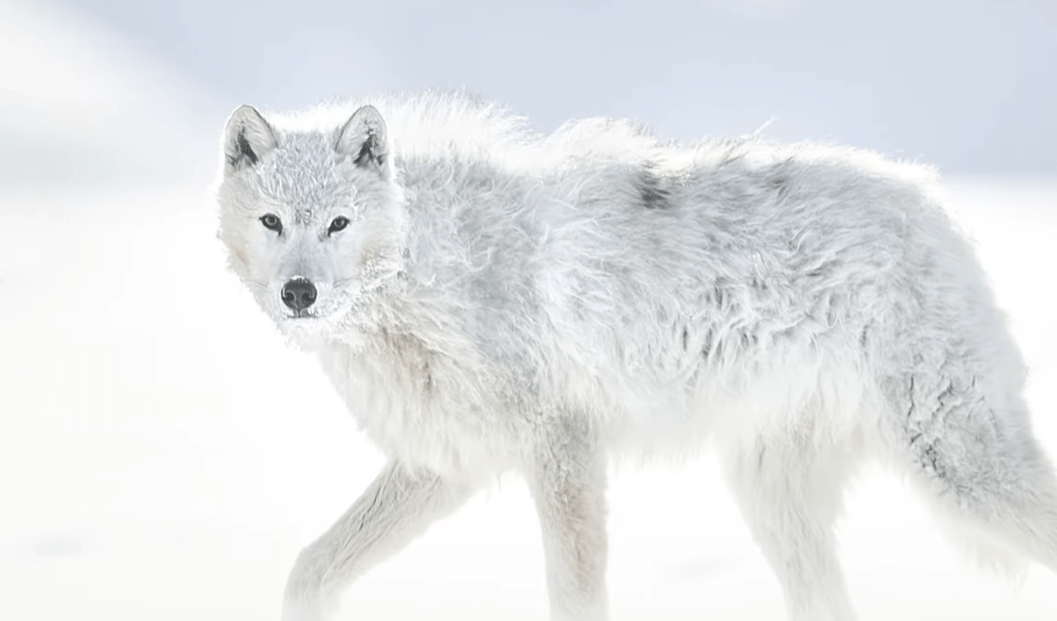 wolf photography