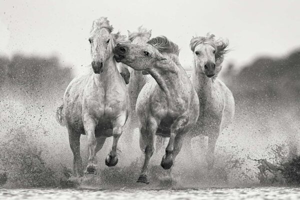 Fine art black and white horse photography expressing strength, unity, and emotional connection
