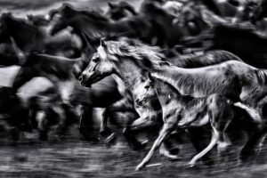 wild-horses-running-together.jpg 