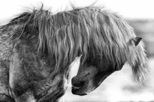 Black and white portrait of a horse with head bowed, expressing quiet strength, vulnerability, and emotional depth in fine art photography 