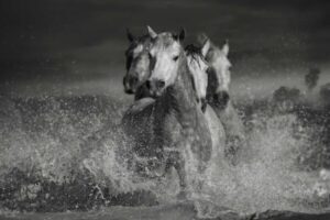 Wild horses running through water in black and white, symbolizing strength, unity, and emotional presence in fine art photography 