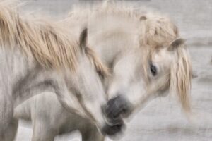 Emotional connection between horses and humans captured in motion