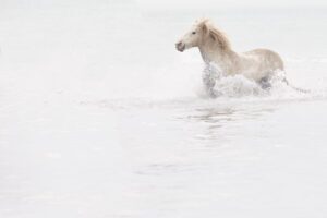 Why Horses Create Such a Deep Emotional Connection With Humans