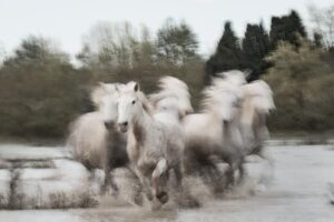 Horses running through water in fine art photography, expressing freedom and emotion
