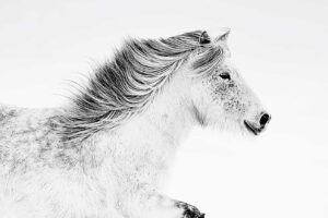 White horse in fine art photography symbolizing calm and presence