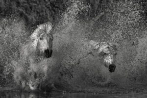Wild horses running through water at sunrise in North Dakota, capturing strength, freedom, and emotional connection in fine art photography 