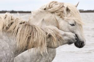 Fine art image of horses interacting and moving together, highlighting connection, trust, and control.